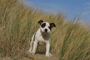 allure rigolote du jeune staffordshire bull terrier