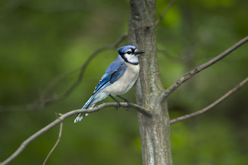 Blue Jay