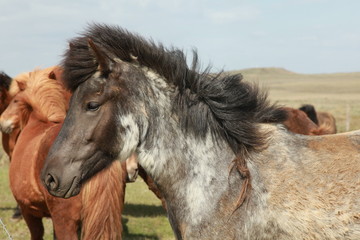 Obraz premium island pferd