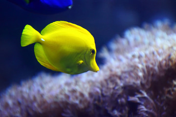Naklejka na ściany i meble aquarium with fishes and reef