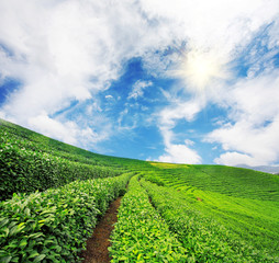 Beautiful pattern of bright, green tea garden on the hill