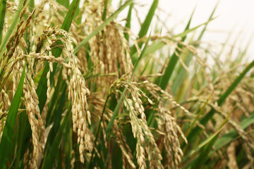 Rice on the field