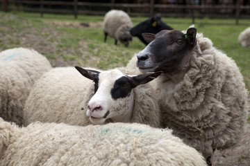 Sheep at the willow, looking