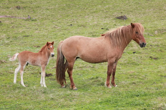 Island ponny