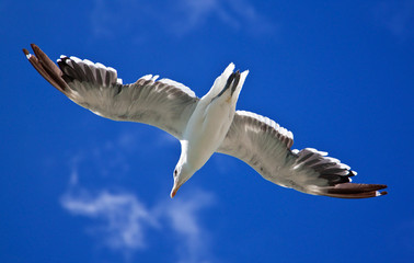 Sea gull against a bright blue sky