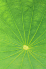 Lotus  leaf