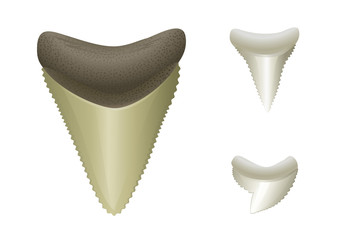 Naklejka premium Shark's teeth | Megalodon - fossil, Great White, Tiger