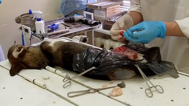 The veterinarian makes surgery the dog with broken hind legs