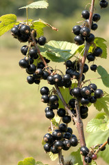 cassis et cassissier