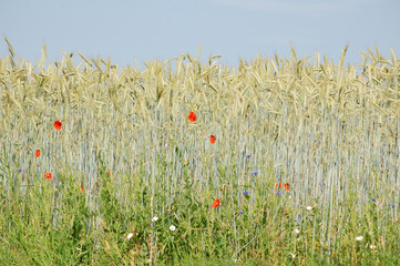 Feldrand eines Maisfeldes mit blauen Kornblumen und roten Mohnblumen