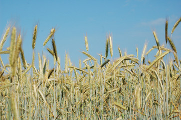 Field edge of a corn field with blue cornflowers and red poppies
