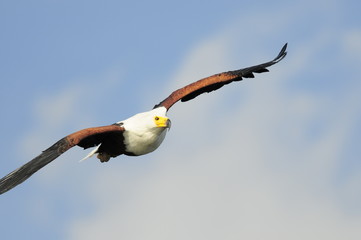 African Fish Eagle (Haliaeetus vocifer), lake Naivasha, Kenya