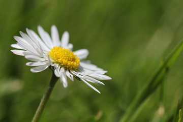 Gänseblümechen © Diane Drysdale