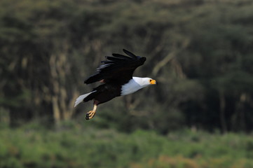 African Fish Eagle (Haliaeetus vocifer), lake Naivasha, Kenya