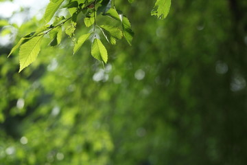 Fototapeta na wymiar Beatiful green natural background - beech tree branch lit by the