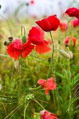 Obraz premium flowers