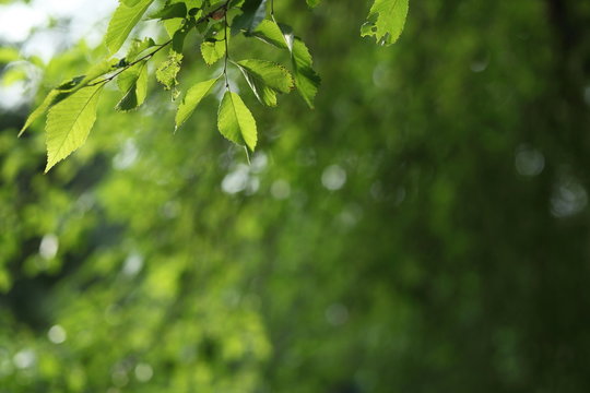 Beatiful green natural background - beech tree branch lit by the