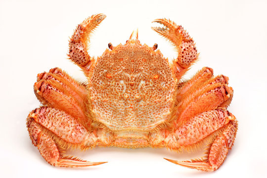 1 6 件の最適な 毛ガニ 画像 ストック写真 ベクター Adobe Stock