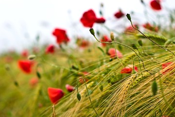 Naklejka premium flowers