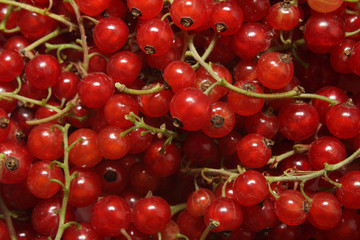 Background with the clusters of ripe red currant