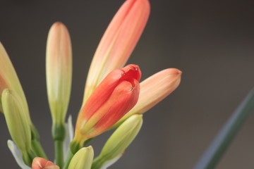 Fototapeta premium IMG_0381-Clivia-2.jpg