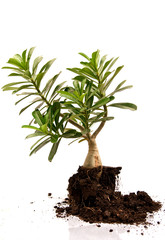 Pink bignonia / desert rose