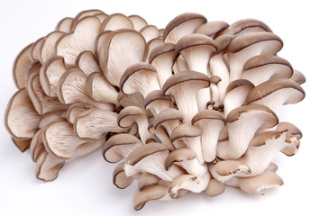 Oyster mushrooms