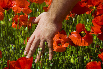 Mano rozando las amapolas