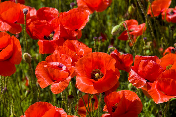 Amapolas primer plano