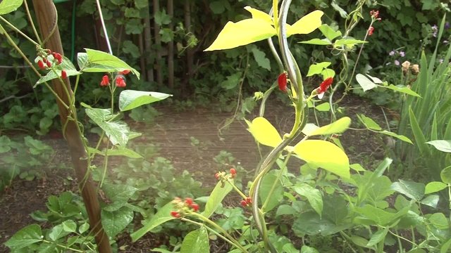 pulv&eacute;risation contre les poux du haricot