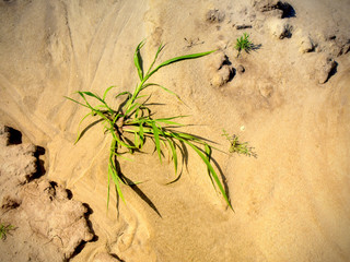 Survival