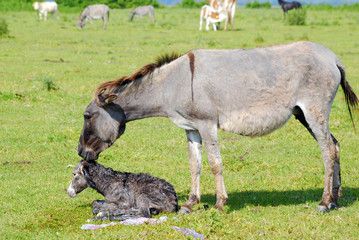 just born little donkey on pasture © goce risteski