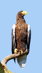 aigle royal