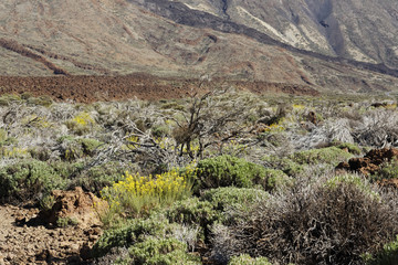 unterschiedliche Vegetation bei Las Canadas