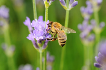 Biene auf Lavendel