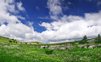 Panorama of the green meadow with white flower.