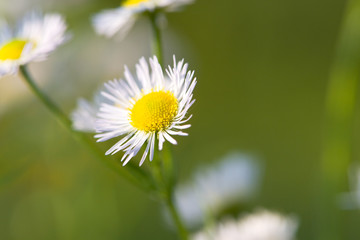 Obraz premium Junge Margeriten im Sommer,Nahaufnahme