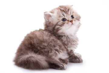 Little kitten on white background