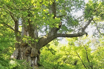 Fototapeta premium El anciano del bosque