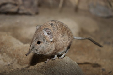 Elefantenspitzmaus © Asray Laleike