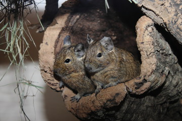 Degus