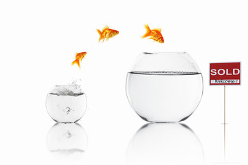 Fish in an aquarium