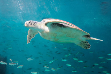 The sea turtle