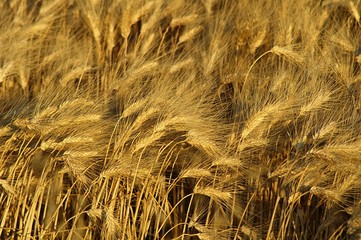 Ripe wheat ears curved by wind