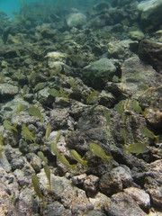 Fototapeta na wymiar Swimming in the reef