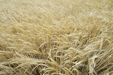 field