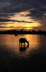water buffalo - laos sunrise