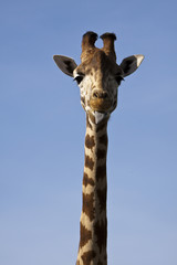 Giraffe - long neck and tongue poked out.