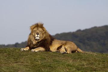 Plakat Blonde lion laying down