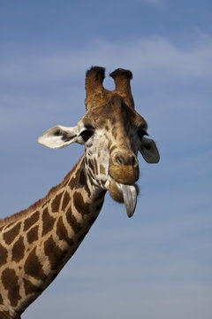 Giraffe Poking Its Tongue Out.